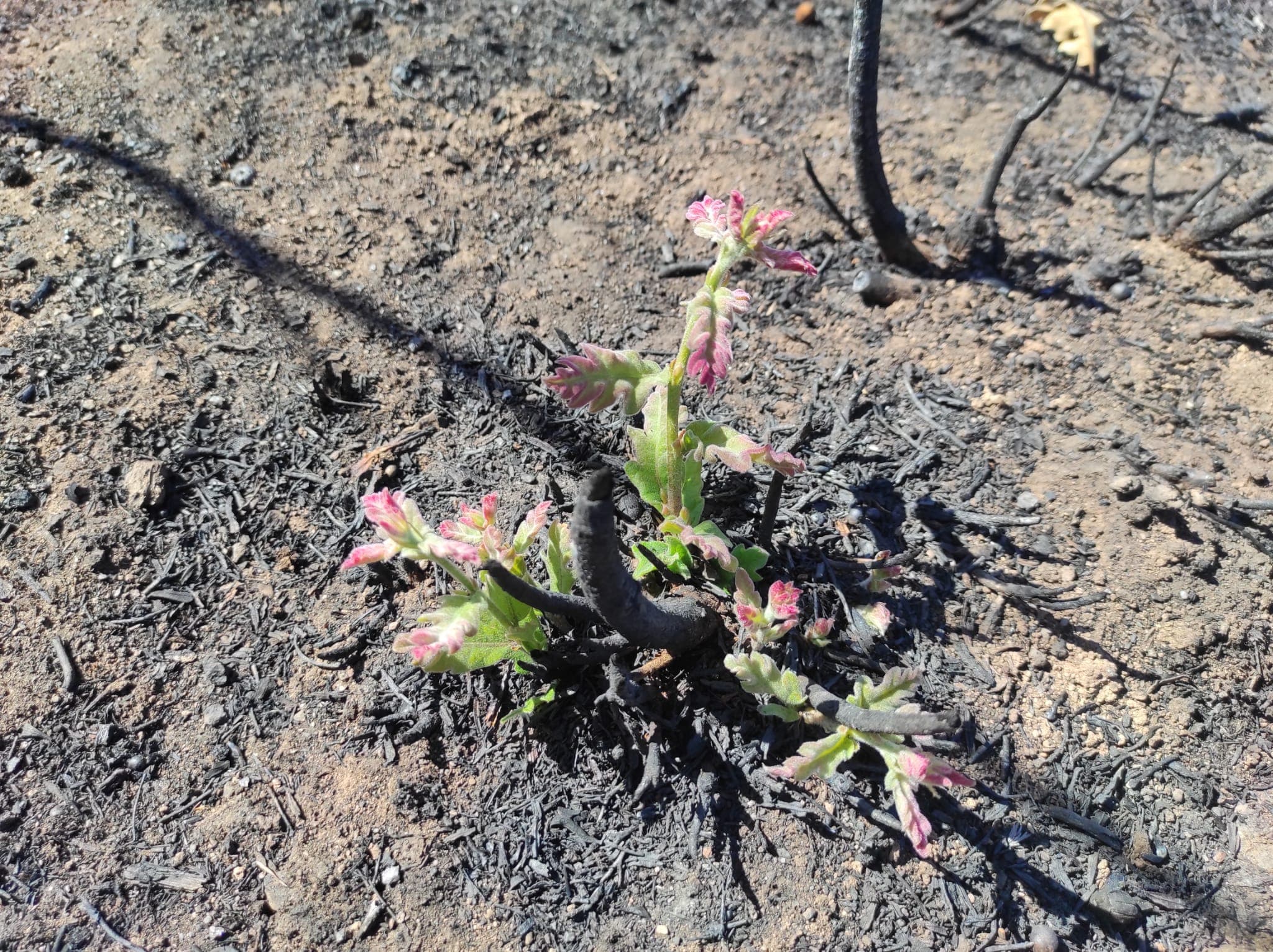 Wildfire severity field assessment